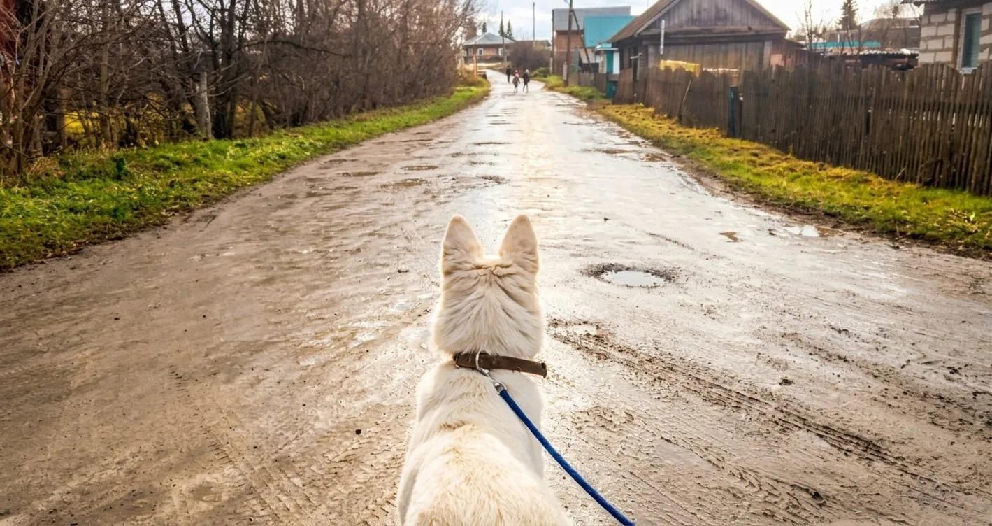 Фото В Новосибирской области живодёра судят за расстрел двух щенков белых швейцарских овчарок 3